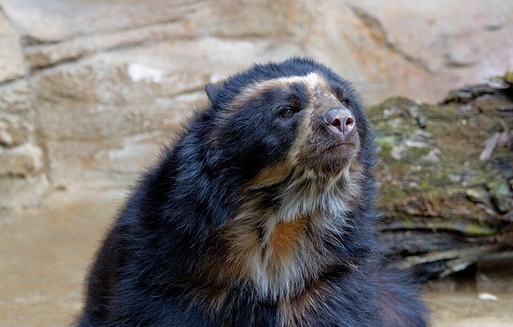 Oso andino o de anteojos