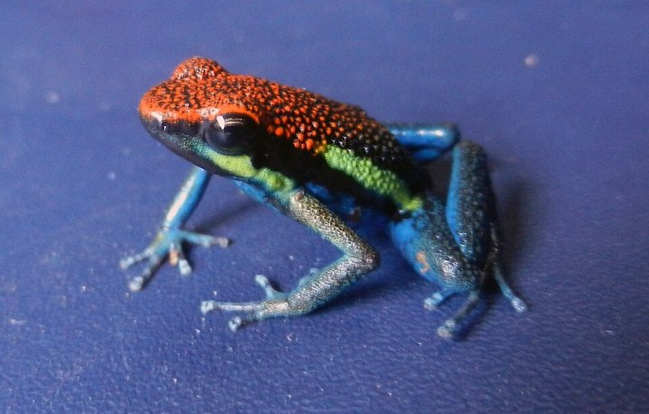 Rana de bosque húmedo